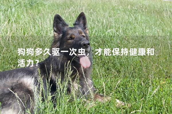 狗狗多久驱一次虫，才能保持健康和活力？