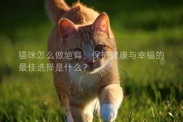 猫咪怎么做绝育，保护健康与幸福的最佳选择是什么？