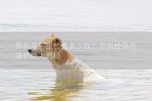 狗狗弓形虫检查多少钱？不同检测方法价格大揭秘