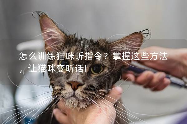 怎么训练猫咪听指令？掌握这些方法，让猫咪变听话!