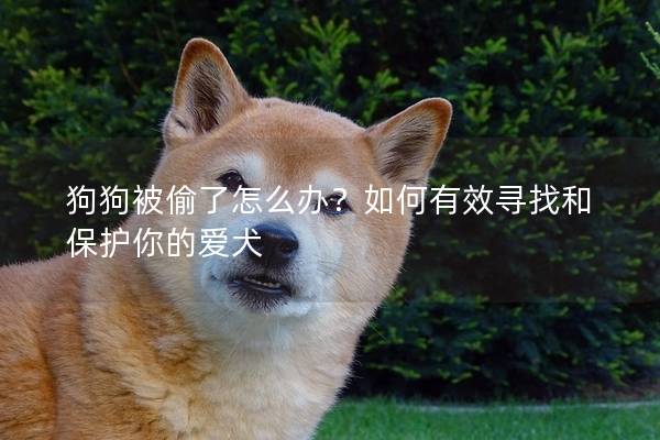 狗狗被偷了怎么办？如何有效寻找和保护你的爱犬