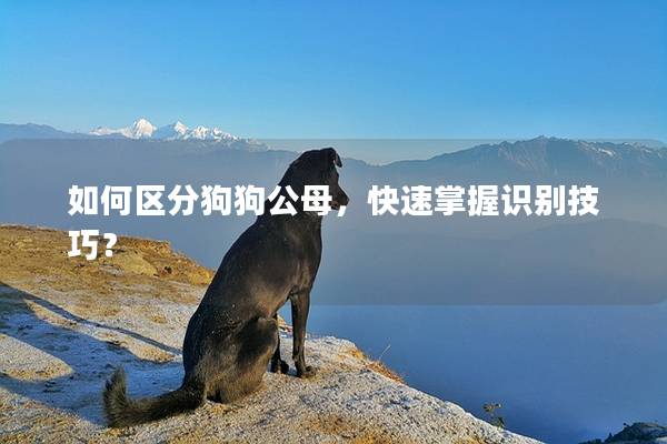 如何区分狗狗公母，快速掌握识别技巧？
