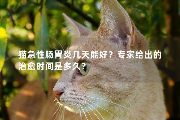 猫急性肠胃炎几天能好？专家给出的治愈时间是多久？