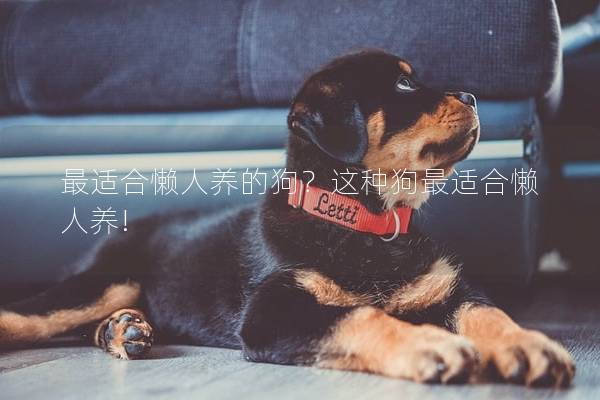 最适合懒人养的狗？这种狗最适合懒人养!