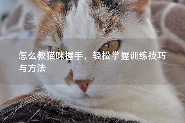 怎么教猫咪握手，轻松掌握训练技巧与方法