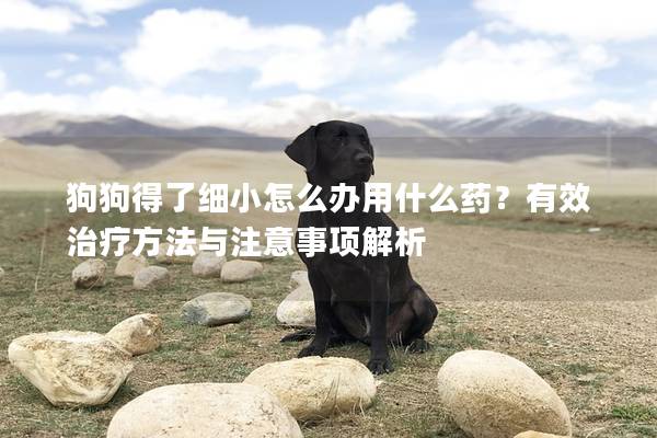 狗狗得了细小怎么办用什么药？有效治疗方法与注意事项解析