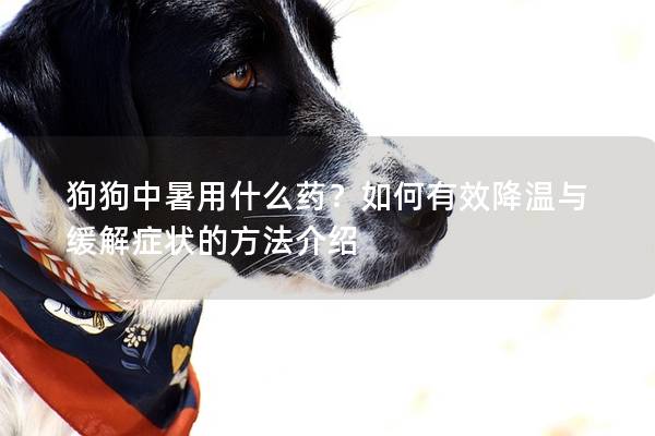 狗狗中暑用什么药？如何有效降温与缓解症状的方法介绍