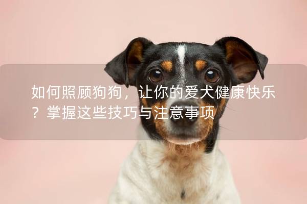如何照顾狗狗，让你的爱犬健康快乐？掌握这些技巧与注意事项