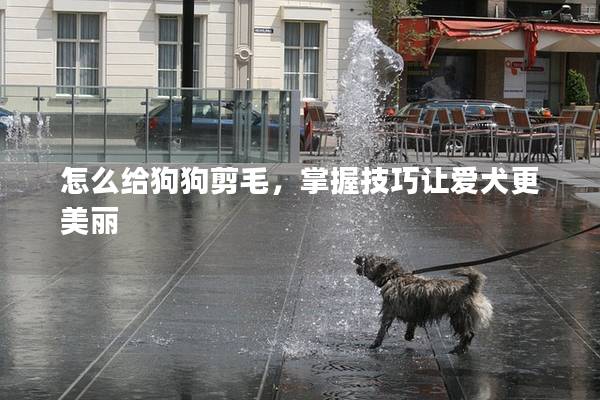 怎么给狗狗剪毛，掌握技巧让爱犬更美丽