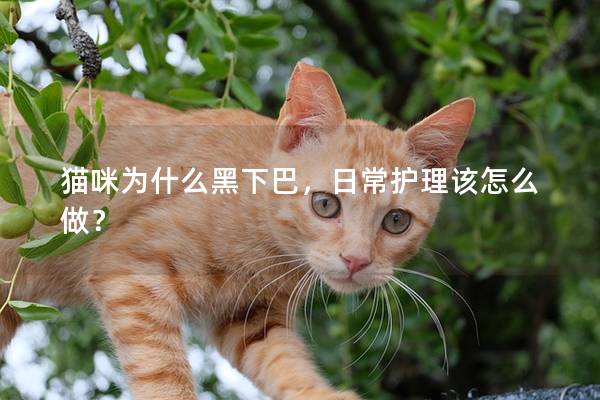 猫咪为什么黑下巴，日常护理该怎么做？