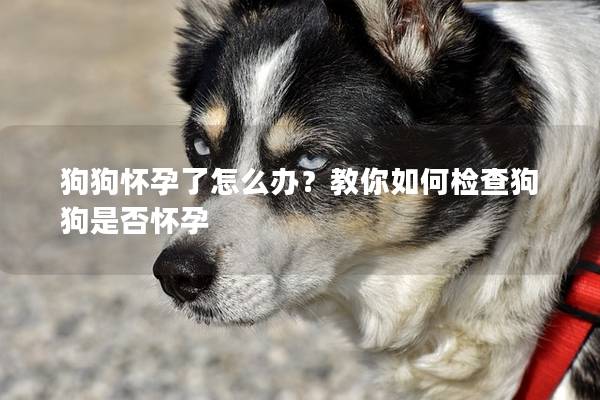 狗狗怀孕了怎么办？教你如何检查狗狗是否怀孕