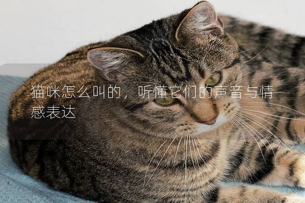 猫咪怎么叫的，听懂它们的声音与情感表达