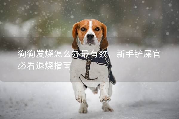 狗狗发烧怎么办最有效，新手铲屎官必看退烧指南