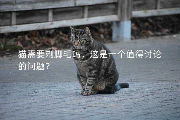 猫需要剃脚毛吗，这是一个值得讨论的问题？