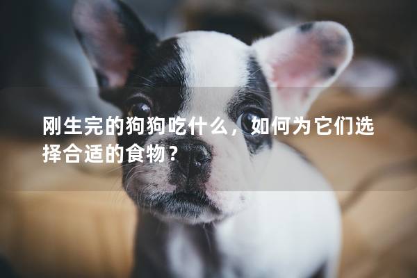 刚生完的狗狗吃什么，如何为它们选择合适的食物？