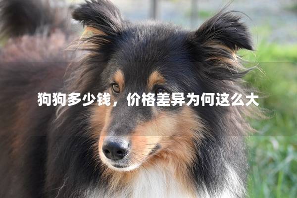 狗狗多少钱，价格差异为何这么大