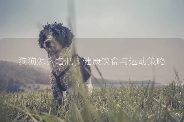 狗狗怎么增肥，健康饮食与运动策略