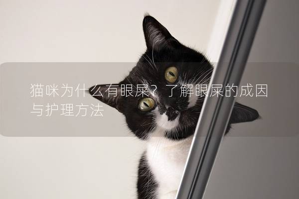 猫咪为什么有眼屎？了解眼屎的成因与护理方法