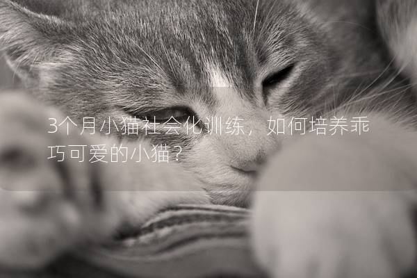 3个月小猫社会化训练，如何培养乖巧可爱的小猫？