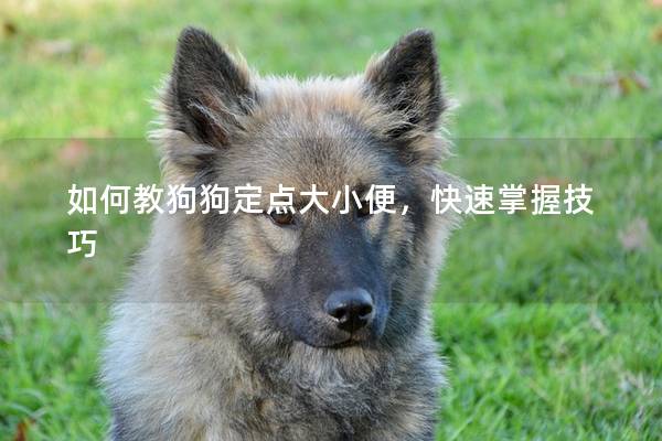 如何教狗狗定点大小便，快速掌握技巧