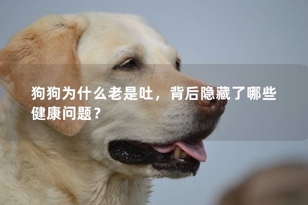 狗狗为什么老是吐，背后隐藏了哪些健康问题？