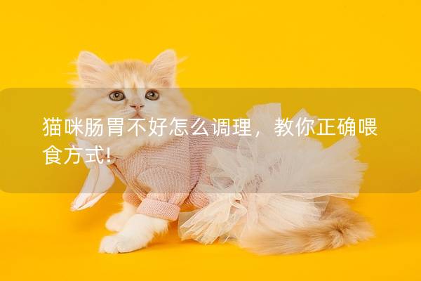 猫咪肠胃不好怎么调理，教你正确喂食方式!