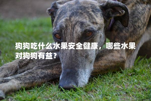 狗狗吃什么水果安全健康，哪些水果对狗狗有益？