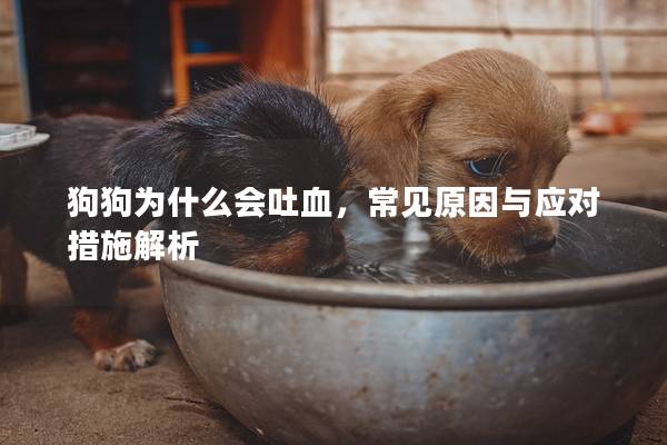 狗狗为什么会吐血，常见原因与应对措施解析
