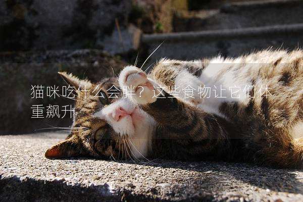 猫咪吃什么会胖？这些食物让它们体重飙升