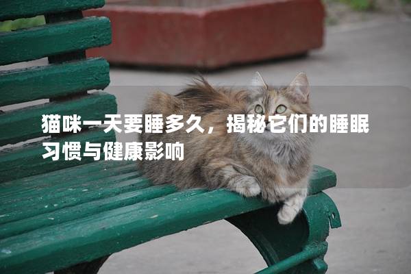猫咪一天要睡多久，揭秘它们的睡眠习惯与健康影响