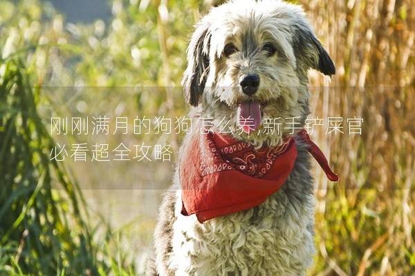 刚刚满月的狗狗怎么养,新手铲屎官必看超全攻略