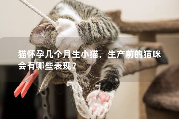 猫怀孕几个月生小猫，生产前的猫咪会有哪些表现？