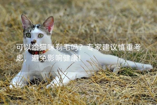 可以给猫咪剃毛吗？专家建议慎重考虑，避免影响健康!