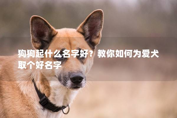 狗狗起什么名字好？教你如何为爱犬取个好名字