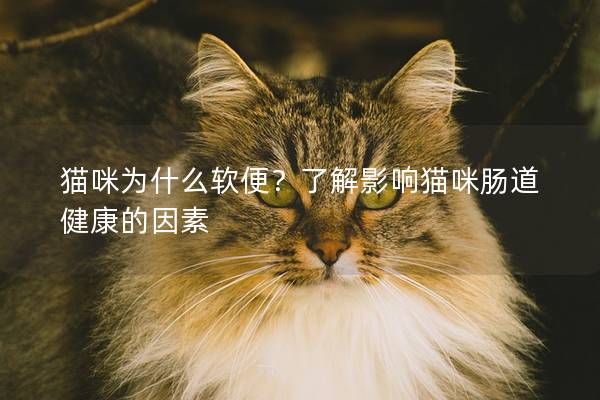 猫咪为什么软便？了解影响猫咪肠道健康的因素