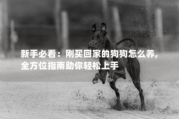 新手必看：刚买回家的狗狗怎么养,全方位指南助你轻松上手