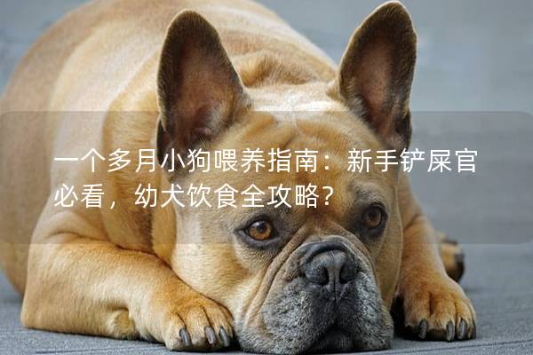 一个多月小狗喂养指南：新手铲屎官必看，幼犬饮食全攻略？