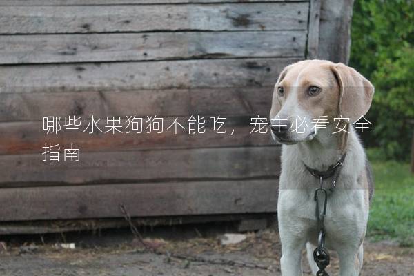 哪些水果狗狗不能吃，宠主必看安全指南