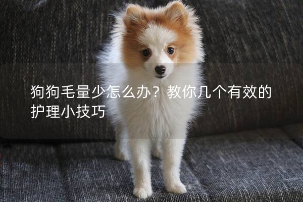 狗狗毛量少怎么办？教你几个有效的护理小技巧