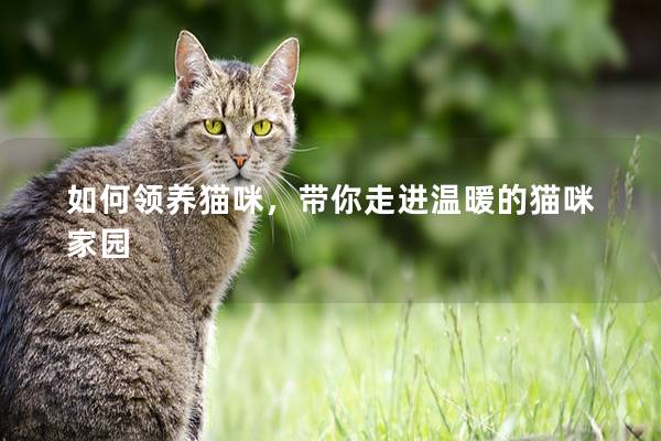 如何领养猫咪，带你走进温暖的猫咪家园