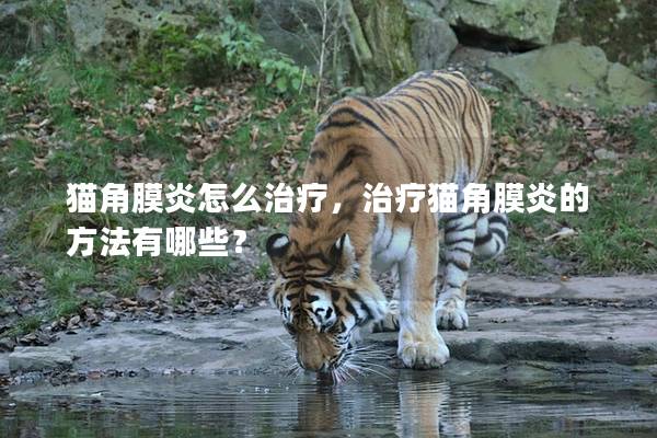 猫角膜炎怎么治疗，治疗猫角膜炎的方法有哪些？