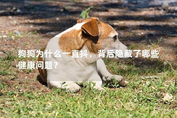 狗狗为什么一直抖，背后隐藏了哪些健康问题？