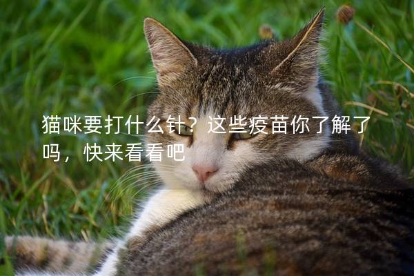 猫咪要打什么针？这些疫苗你了解了吗，快来看看吧