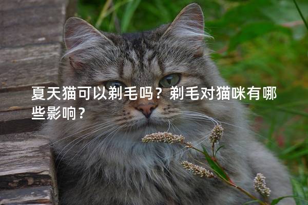 夏天猫可以剃毛吗？剃毛对猫咪有哪些影响？