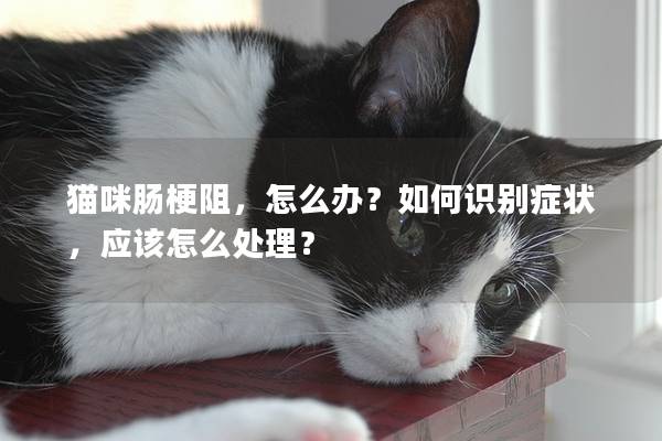猫咪肠梗阻，怎么办？如何识别症状，应该怎么处理？