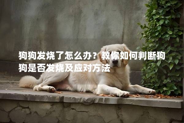 狗狗发烧了怎么办？教你如何判断狗狗是否发烧及应对方法