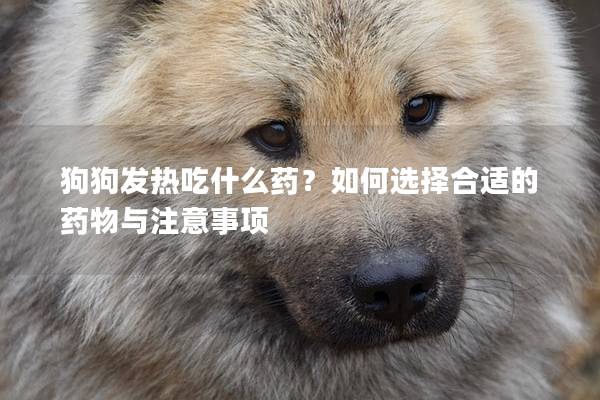 狗狗发热吃什么药？如何选择合适的药物与注意事项