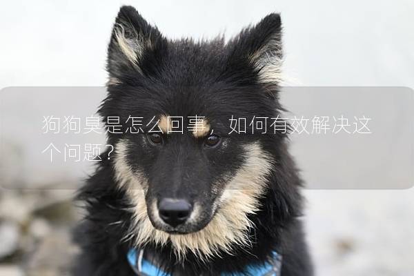 狗狗臭是怎么回事，如何有效解决这个问题？