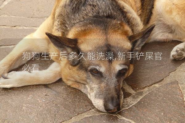 狗狗生产后多久能洗澡,新手铲屎官必看