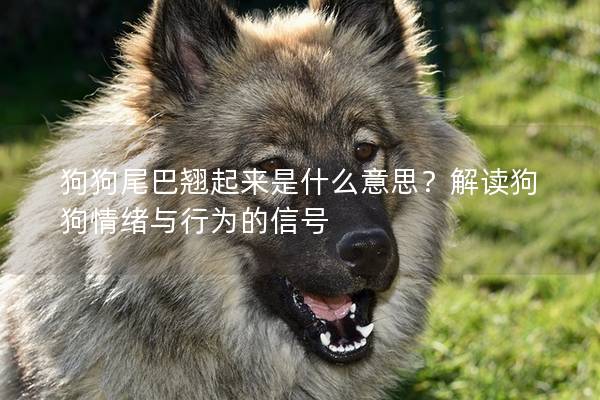 狗狗尾巴翘起来是什么意思？解读狗狗情绪与行为的信号